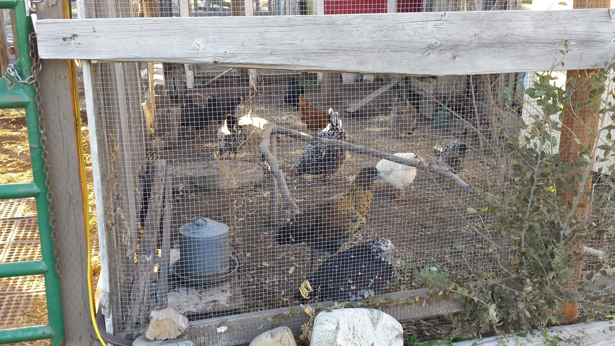 Chicken Coop Minus Horse