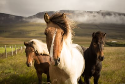 Horses